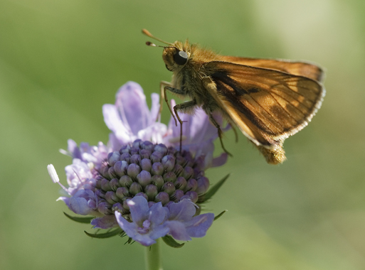 Ochlodes venatus
